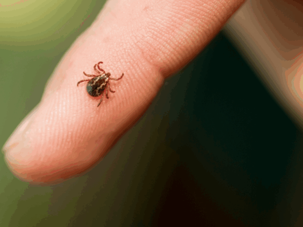 Verejnosť sa môže zapojiť do projektu, ktorým pomôže zmapovať kliešťov