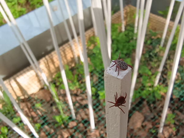 3-zahradky-pijak-luzny-foto-taragelova Kliešte sú takmer všade a aktívne sú aj v zime