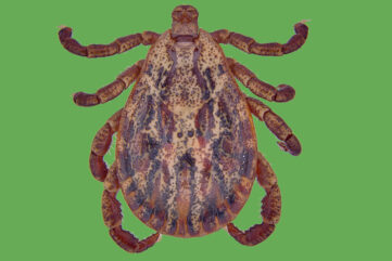 Dermacentor marginatus - samček zelený