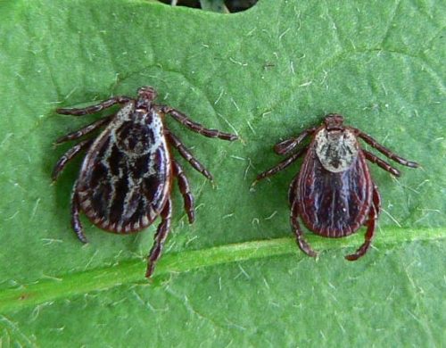 Dermacentor reticulatus, samček, samička