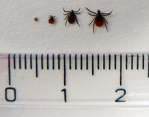 larva, nymfa, samček, samička