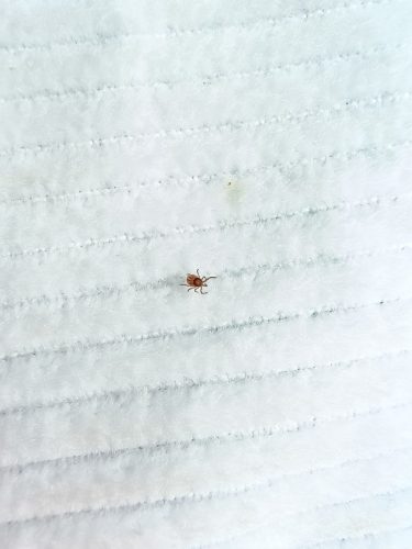 nymfa kliešťa obyčajného na vlajke