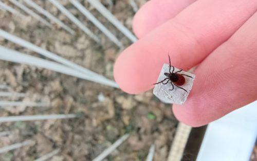 samička kliešťa obyčajného v kliešťovej záhradke